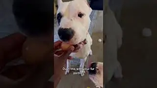 ￼ Dogo Argentino egg challenge ￼#egg #challenge #cutedogreaction