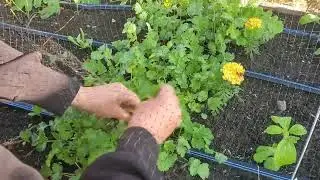 Succession planting some more cilantro! #plantonethingaday #herbgarden