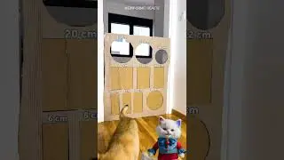 Desafio da Parede de Papel&atilde;o para Gatos😼 #videodegatos #gatos