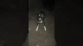 night guard dog best bakarwal dangerous bhotia dog