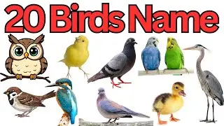 20 Birds Name in English and Bangla | পাখির নাম | Kids Learning Video