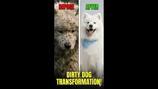 From Swamp Monster to Cloud ☁️ (Extreme Dog Makeover)