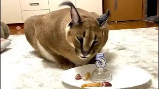 Big Floppa Happy 5th Birthday : Caracal