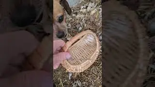 Minion collects duck eggs  #narrowayhomestead #theoneandonlyminion #farmdog #muscovyduck #eggs