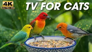 Video for Cats 🐦 Relaxing Bird Activity and Natural Sounds Cats Love at Home