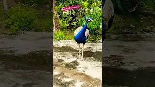 Treat time ☺️😊🦚#mor #viralshort #morlife #peacocklife #trending #beautiful