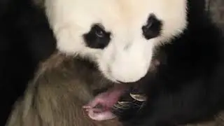 Madrid Zoo Identifies Sex of Twin Giant Panda Cubs
