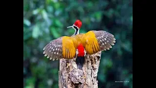 Birds Of Thattekad Kerala ..a heaven for birdwatchers