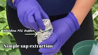 LAMP assay protocol for field detection of Sweet potato viruses