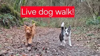 Woodland dog walk in Devon, England, meeting up with lots of other canine friends!