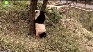 Mom Mei hugging the trunk, kissing the trunk, rubbing the trunk... 3/18/2019
