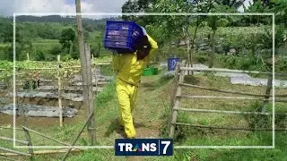 MERAJUT ASA - BUTTERNUT, LABU MADU YANG NIKMAT (9/9/16) 3-2