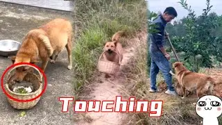 So touching, Da Huang gave his favorite chicken leg to his owner who went to the field #Smartdog