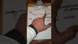 Reproductive Female a | Mort Anat 2