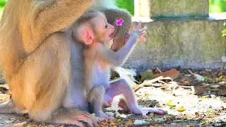 So lovely...When tiny baby monkey Marco take his mom finger like milk.