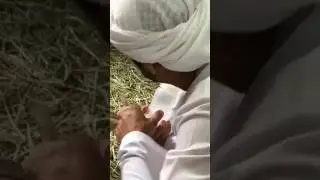 Sheikh Hamdan Fazza Dubai Crown Prince Feeds Baby Fawn #fazza #faz3 #shorts #short #dubai #uae #1m