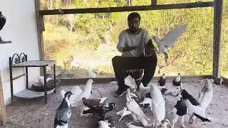 Fancy Birds Training: The Art of Avian Education
