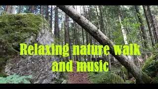 Walking Into a Dream... ✨ Relaxing Forest Path & Healing Music