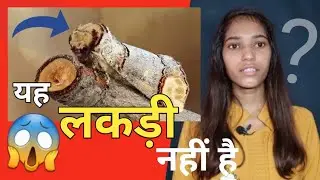यह लकड़ी नहीं है 😱( Buff tip ) ll amazing facts ll #Facts #AsliRakhi