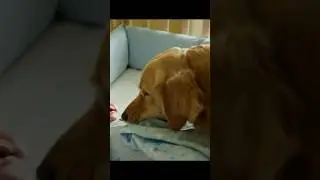 Dog Brings Baby Blanket 🐕👶❤️