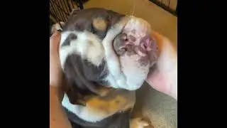 How to fix cherry eye English bulldog French bulldog puppy dog
