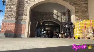 German shepherd puppy training | dog obedience school | crate training | OBKS 