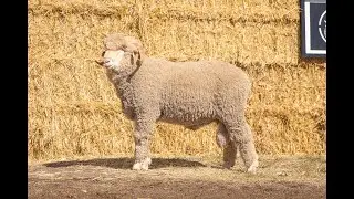 Lot 26 Shalimar Park Merinos