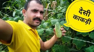 बहुत दिनों बाद खाई अपने खेत कि काकड़ी | Phadi lifestyle Vlog | explore Himalaya 2393