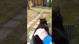 triple cat fight