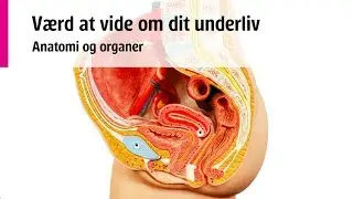 Værd at vide om dit underliv - Anatomi og organer