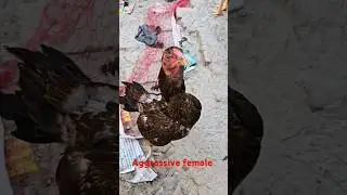 Top Quality Aseel Murgi | Best Aseel Female Chicken Breeds | #aseelmurga #shortvideo #youtubeshorts