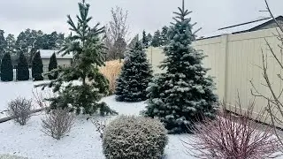 Winter Garden Tour 2025 ❄️ Evergreen Beauty, Dormant Plants & Snowy Garden Inspiration!