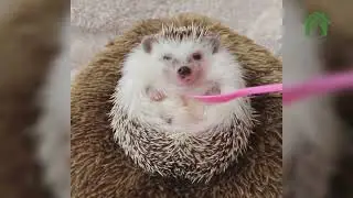 Hedgehog 🦔🦔🦔🦔   #shorts #hedgehog #stickyHedgehog #cutehedgehogs #hedgehoglove
