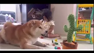 Shiba inu dog talk