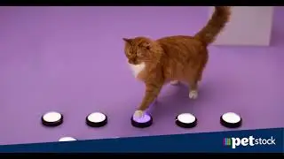 Bravecto! Longest lasting protection for your cat
