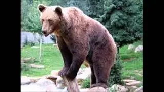 DJBEER  - tromer remix