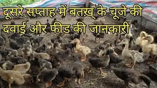 duck chicks second week medicine and feed shudule बतख़् के बच्चे को 8 दिन से 14 दिन तक कैसे पालें