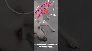 Feeding Stray Animals / Animal welfare NGO / HS animal shelter and Hospital