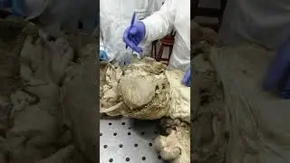 ri&ntilde;on lobulados  reticulo  , abomaso  , libro o omaso derecho