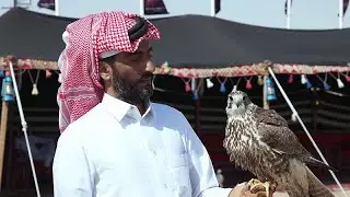Mangroves, faucons et dromadaires : le Qatar protège sa nature et ses traditions