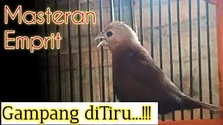 masteran emprit kaji gacor yang mudah ditiru burung pipit mprit peking bondol haji lainnya