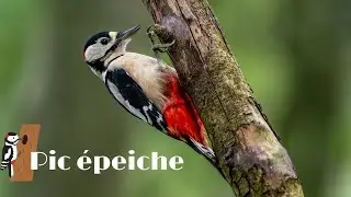 Chant du Pic &eacute;peiche