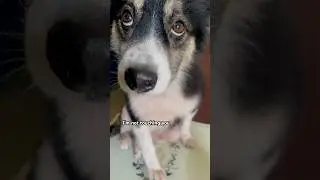POV: When Siblings Fight #shorts #cutedog #doglover #puppy #funny #dog #pov #relatable #dogshorts