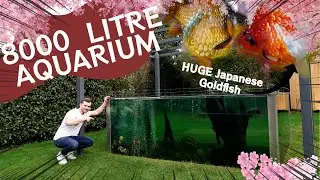 The UK's BIGGEST outdoor aquarium | Worlds largest fancy goldfish aquarium? | FULL TOUR