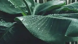 🔵⚫Deep Sleep Surrender | Healing Music, Meditation Music, Sleep Music, Relaxing Music, Sleep
