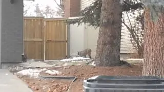 Wild Bobcat in Canyon Meadows - 2012