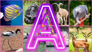 Amazing Animals Starting With A ||  Animals And Birds Starting with A