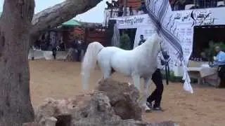 بطولة فلسطبن الثالثة لجمال الخيول العربية   7.11.2015- 6