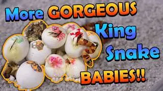 Beautiful Variable Kingsnakes hatching!