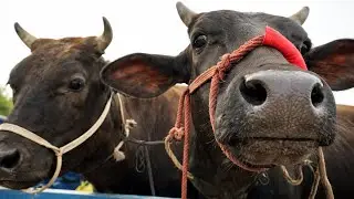 Cow unloading, cow videos, cow video, animal, big cow, goru hamba cow, Ep-292